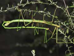 竹节虫是什么虫 