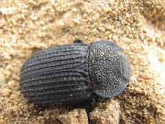 戈壁沙漠中的昆虫 