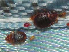 臭虫防治方法 