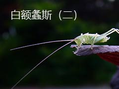 螽斯的婚礼及雌螽斯是如何产卵的 