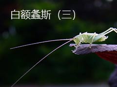 螽斯卵的孵化以及螽斯成熟的标志是什么？ 