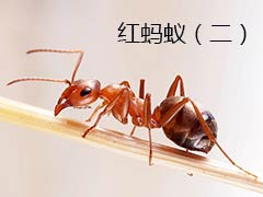 红蚂蚁是靠着某种嗅觉才能找到回家的路吗？ 