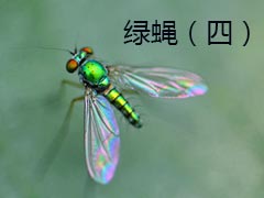 探索绿蝇的蛆虫独一无二的进食模式 