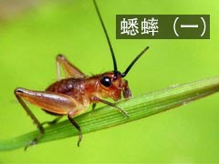 蟋蟀是如何建造自己的住宅的? 