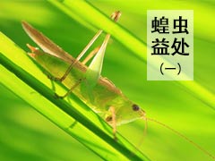 为什么蝗虫的益处会远胜于害处？ 
