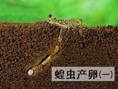 蝗虫在土壤中是怎么产卵的 