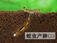 蝗虫寻找适合的土壤产卵及如何产卵 