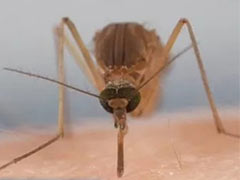 什么材料可以作为防蚊的屏障？ 