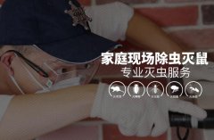 家庭现场灭鼠 