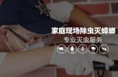 家庭现场灭蟑螂 
