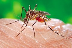 如何控制伊蚊带来的传染疾病 