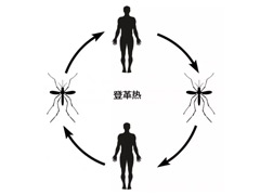 松江登革热？补点铁可以预防登革热 