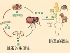 家庭出现跳蚤有什么样的危害性？ 