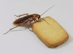 蟑螂进入室内的途径及防治方法 