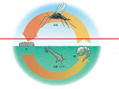 蚊虫增多的原因及有效灭治方法 