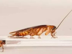 家里灭除蟑螂的方法及需要注意的方面有哪些 