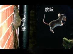 灭老鼠公司必须了解老鼠的生活习性有哪些 