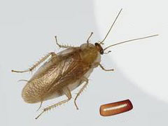 家里常见的蟑螂种类以及怎么消灭蟑螂？ 