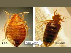 集体宿舍有臭虫应该怎么杀臭虫 