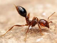 剧毒红火蚁的危害及防治 
