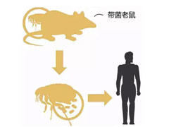 跳蚤对人类的健康有哪些危害以及家庭如何灭跳蚤 