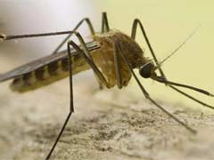 蚊虫如何越冬以及如何灭治 