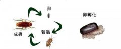 了解蟑螂的强大技能及如何灭蟑螂 
