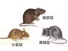 怎么能分辨老鼠的种类？ 