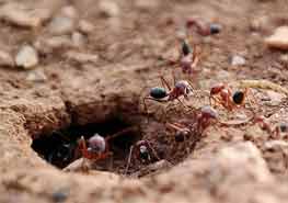 屋内使用什么能消灭蚂蚁 