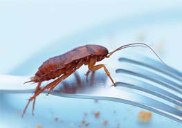 家里蟑螂数量多应该怎么办？ 