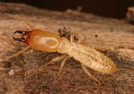 黑翅土白蚁的活动规律及白蚁防治方法 