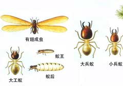 白蚁防治方法及家庭中如何做好防白蚁处理 