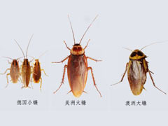 了解蟑螂种类以及蟑螂怎么消灭 