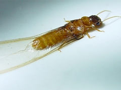 白蚁和蚂蚁的危害，如何有效防治？ 