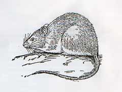 了解农田害鼠种类板齿鼠的习性及防治方法 