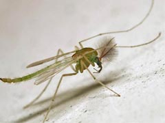 小区楼道里成群的摇蚊，对人类健康有危害吗？ 