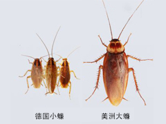 家里灭蟑螂有哪些好用的蟑螂药？ 