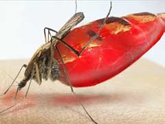 家里蚊子的来源以及灭蚊子有效的方法 