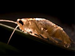 蟑螂苍蝇和老鼠的危害以及家庭如何有效防治？ 
