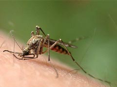 家庭灭蚊方法有哪些？ 