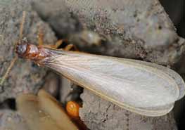 白蚁分飞季，如何有效防治白蚁 