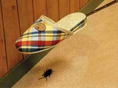蟑螂对家庭的危害及有效防治方法 