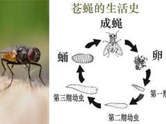 苍蝇习性特征及有效的室内灭蝇方法 