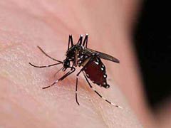 蚊子危害有哪些及如何有效灭蚊 