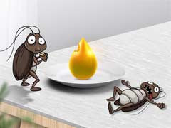 家里有蟑螂，用了蟑螂胶饵为什么没用？ 