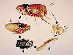 如何彻底消灭跳蚤? 