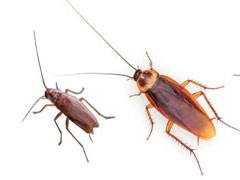 家里蟑螂怎么灭绝，或者不让它来？ 