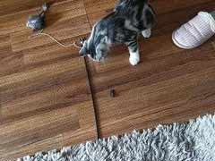 家里养猫怎么灭蟑螂？ 