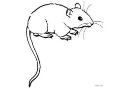 家里有老鼠怎么办，能除根吗？ 