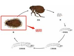 外出几天，会把家里的跳蚤饿死吗？ 